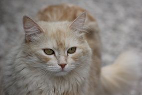 Closeup picture of the red and white cat