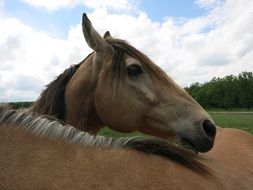 brown horses on a ranch close up