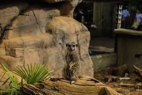 Meerkat in a zoo