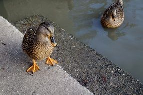 deliciously beautiful Duck Mallard