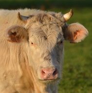 Close-up of the colorful cute big bull on the meadow