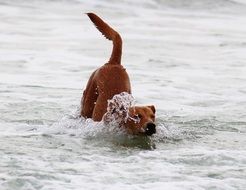 Dog is playing in the water