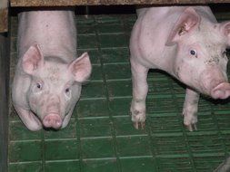 two young pigs in a stall