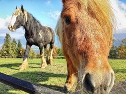 domestic horses on pasture