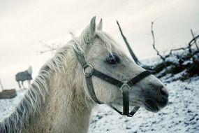 white horse head in winter