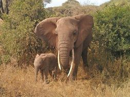 elephants in africa