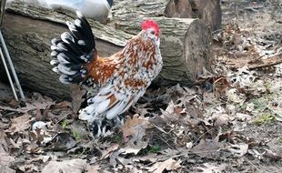 spotted bright cock among autumn foliage