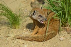 yellow mongoose in africa