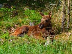 brown elk on green grass among nature