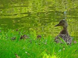 duck with ducklings