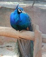 peacock is a colorful bird