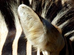 Black and white zebra