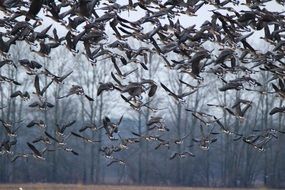 migrating wild geese in autumn