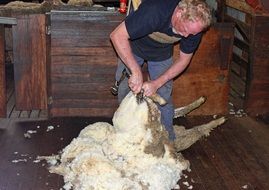 farm sheep shearing wool