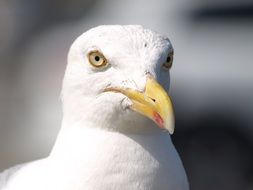 head of a seagull close up