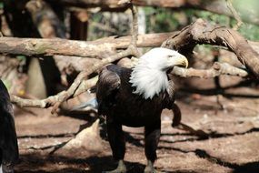 bald eagle among nature on a sunny day