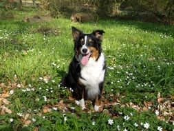 australian shepherd on the meadow