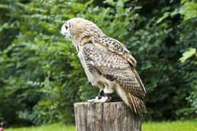 profile portrait of the beautiful and colorful perched owl near the plants