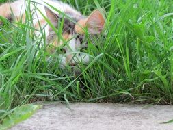 hunting cat in green grass