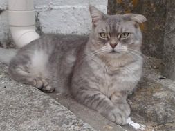 Grey cat on ground