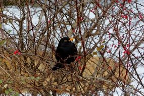 thrush on the branches of a bush