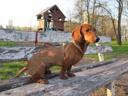 brown dachshund on a bench