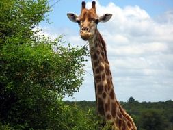 giraffe with elongated neck near the green tree
