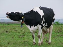 cow grazing in pasture
