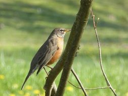 spring Robin Bird on a branch