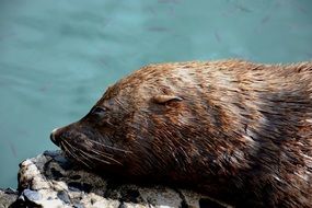 sea lion is sleeping on the shore