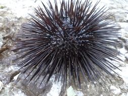 sea urchin on the shore