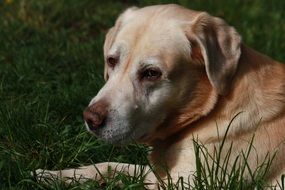 dog with a cute face lies on the green grass