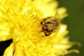 Bee on Yellow dandelion Flower macro