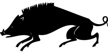 Wild Boar as a drawing