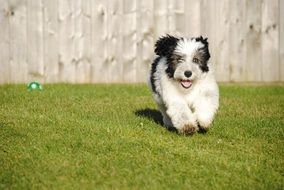 Charming Shepherd Puppy running