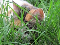 hiding cute cat