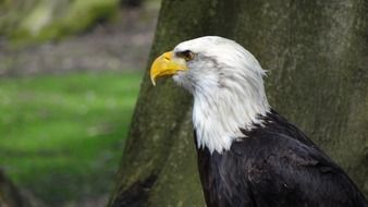 Bald eagle near tree close-up on blurred background