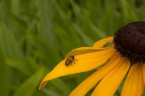 insect on summer flower