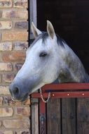 head of a gray stallion in the stable