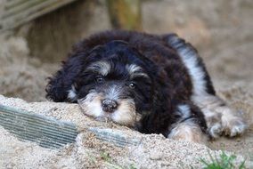 australian puppy sleeping on a rock