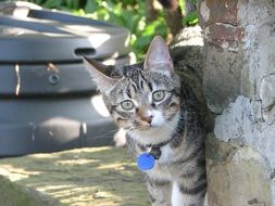 kitten with a blue medallion