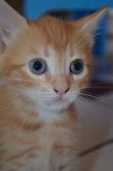 ginger Cat with big Eyes