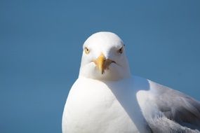 Helgoland Seagull close-up