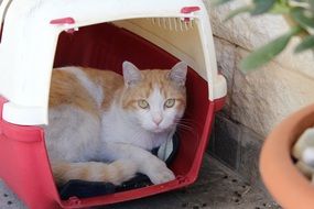 stunningly beautiful orange Cat