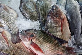 fish on ice in the market