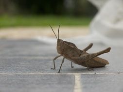 Big Brown grasshopper