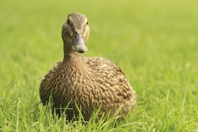brown duck on green grass in the wild close-up on blurred background