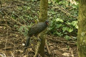 Guan on tree