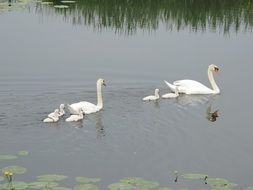 family of white swans in a pond in spring