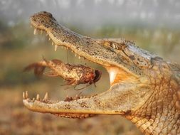 crocodile eating fish